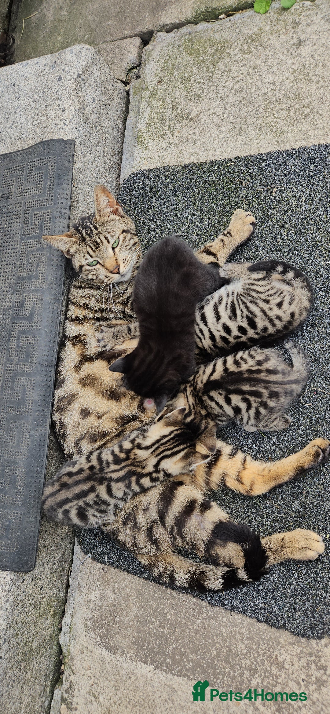 Bengal cats for sale: Mix breed Bengal + Tabby - Image 14