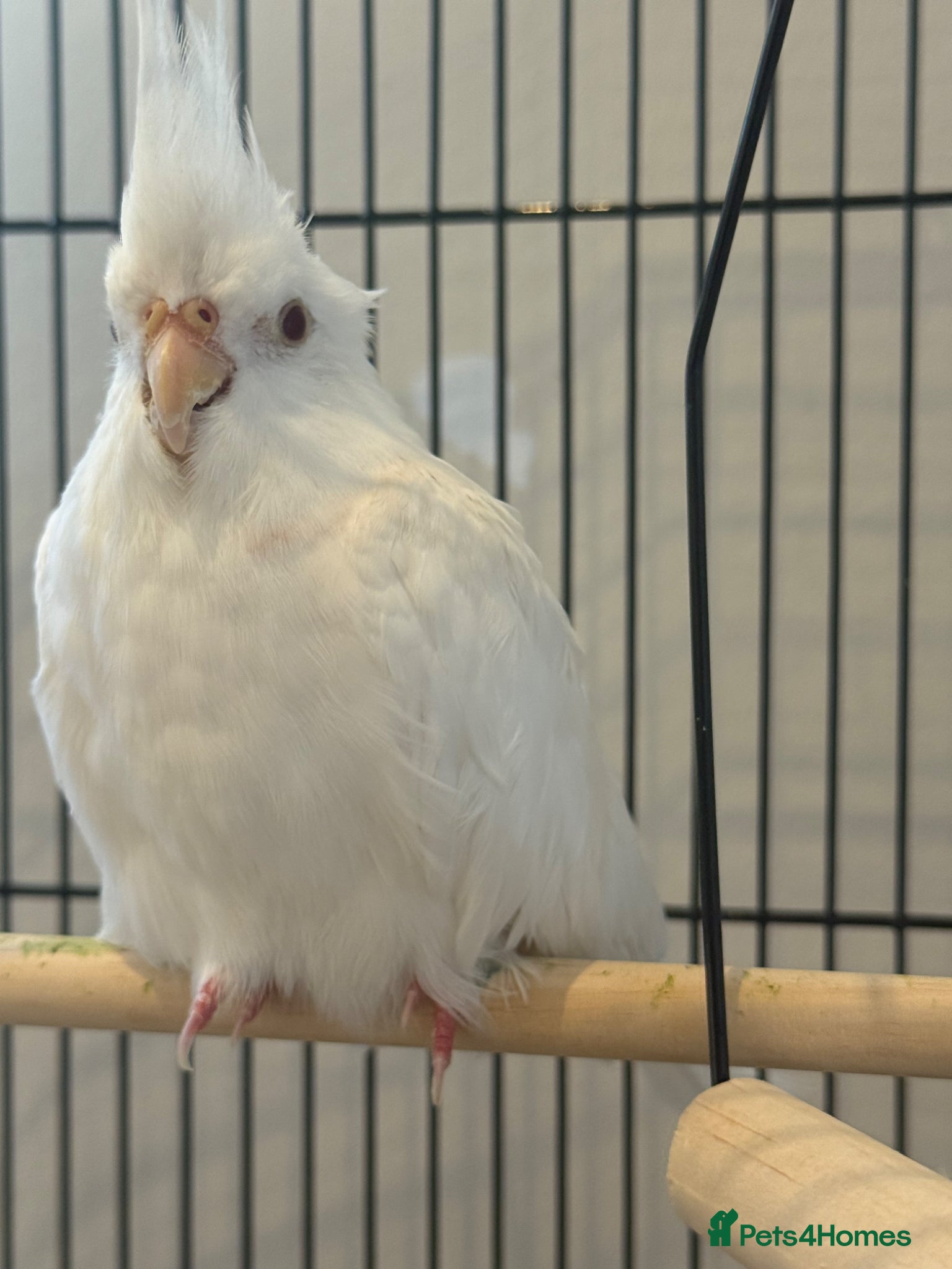 Cockatiels birds for sale: Albert the albino-13weeks white Cockateil-Handtame - Advert 2