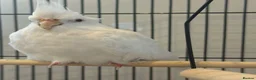 Cockatiels birds for sale: Albert the albino-13weeks white Cockateil-Handtame - Advert 1