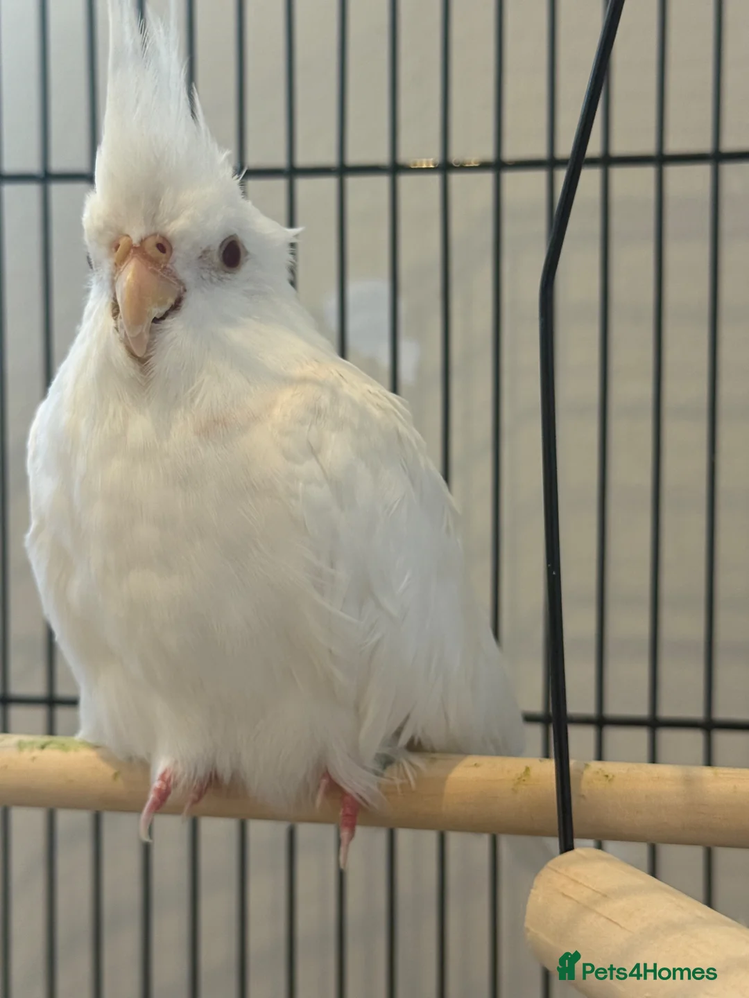 Cockatiels birds for sale: Albert the albino-13weeks white Cockateil-Handtame - Advert 1