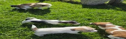Jack Russell dogs for sale: Rough Coated Pure Bred Jack Russell  - Advert 5