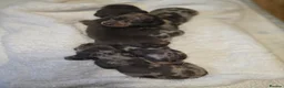 Miniature Dachshund dogs for sale: Miniature Dachshunds - Advert 15