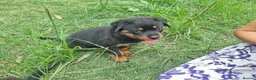 Rottweiler dogs for sale: Lovely well bred big bone pups in Wigston - Advert 5