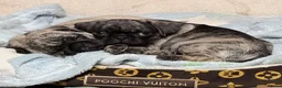 Pug dogs for sale: Adorable one of a kind. loving KCreg PUG puppies  - Advert 8