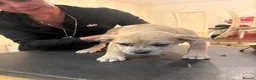 Mixed Breed dogs for sale: Frenchie cross jackapom in Halifax - Advert 4