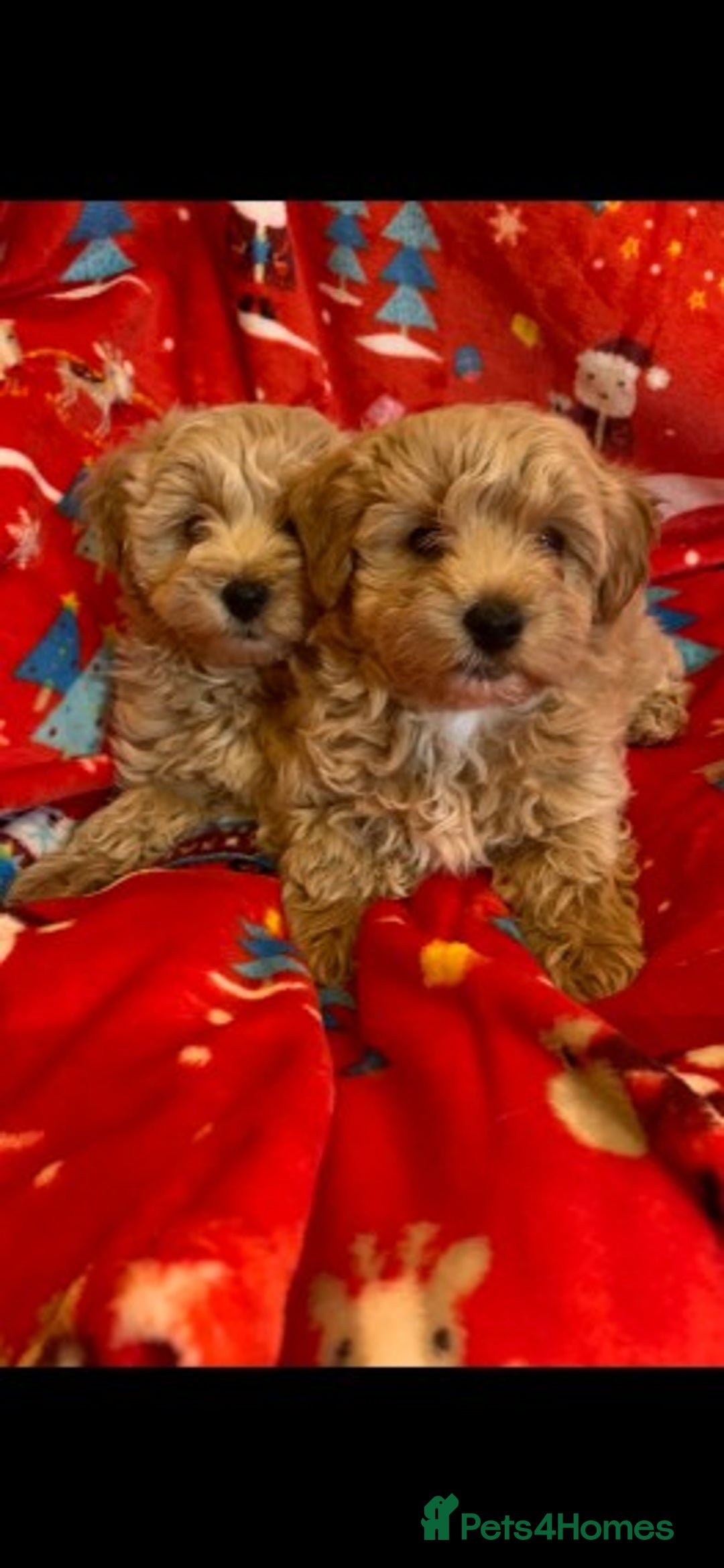 Cavapoo dogs for stud: Extensively Health Tested Deep Red Tiny Toy Poodle in Mansfield - Image 18