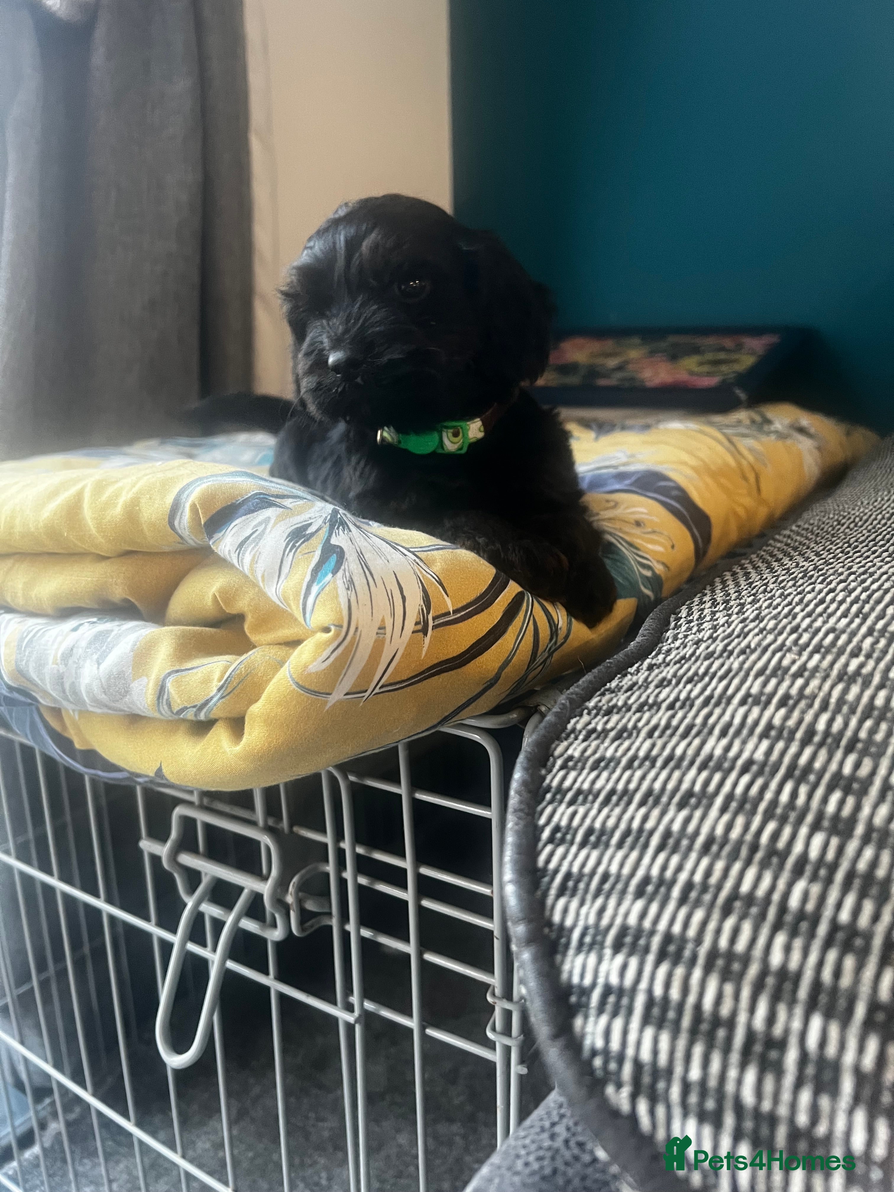 Cockapoo dogs Gorgeous F1 puppies for sale - Advert 2