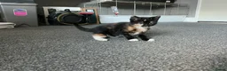 Mixed Breed cats for sale: Kittens  - Advert 4