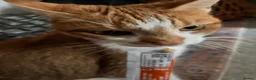 Domestic Shorthair cats for sale: 2 cute kitties need rehoming ASAP!! (FREE) in London - Advert 9