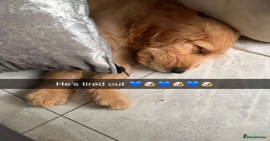 Goldendoodle dogs - Advert 8