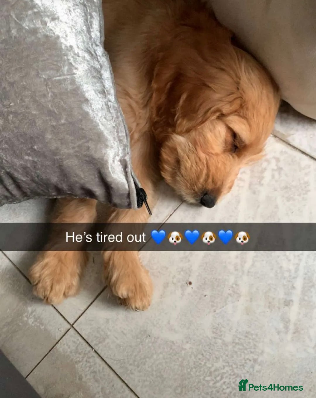 Goldendoodle dogs for sale: ⭐️ F1 Outstanding Golden Doodles ⭐️ - Image 6