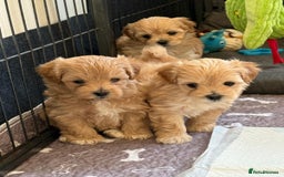 Maltipoo dogs for sale: So adorable and Tiny F1 Korean Maltipoo - Image 7