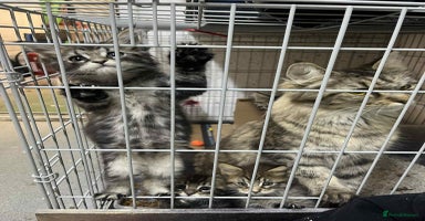 Maine Coon cats - Advert 1