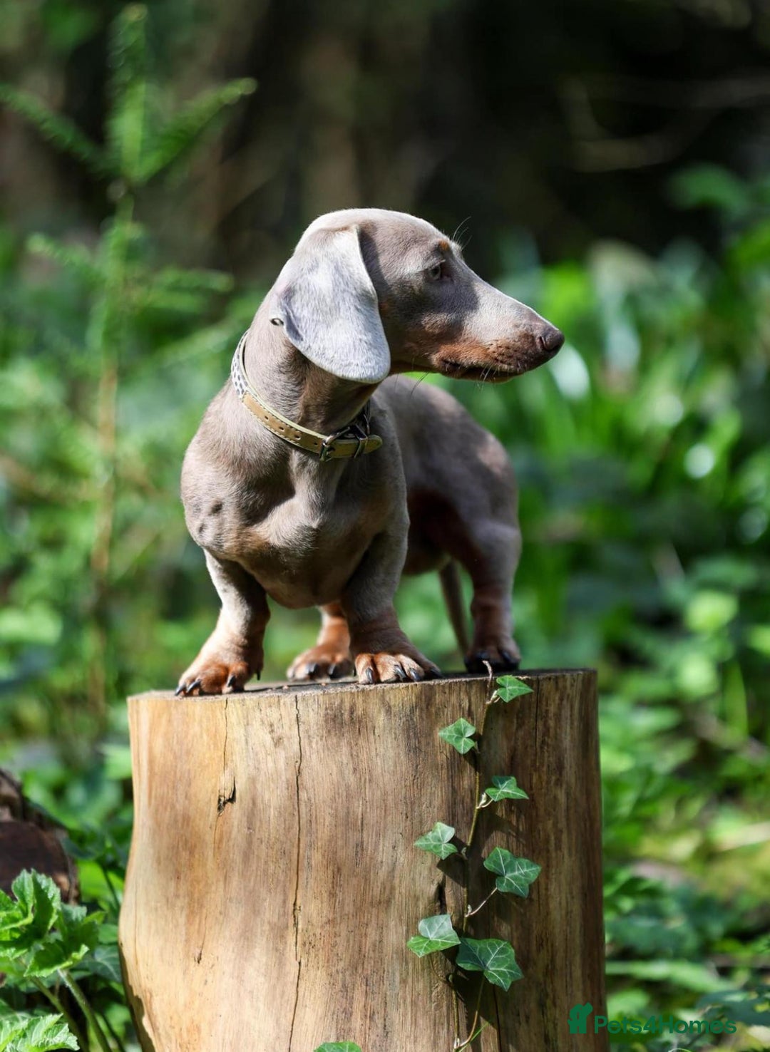 Miniature Dachshund dogs for stud: Mini Isabella & Tan dachshund for stud £150  - Image 2