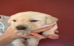 Labrador Retriever dogs for sale: Fabulous KC registered labradors - Image 23