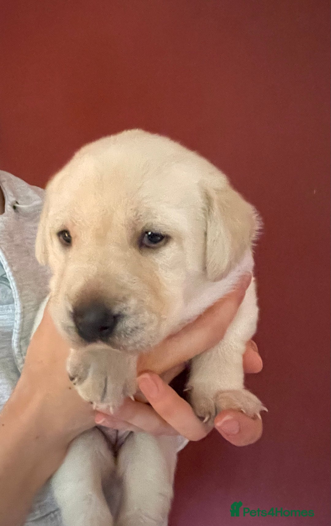 Labrador Retriever dogs for sale: Fabulous KC registered labradors - Image 23