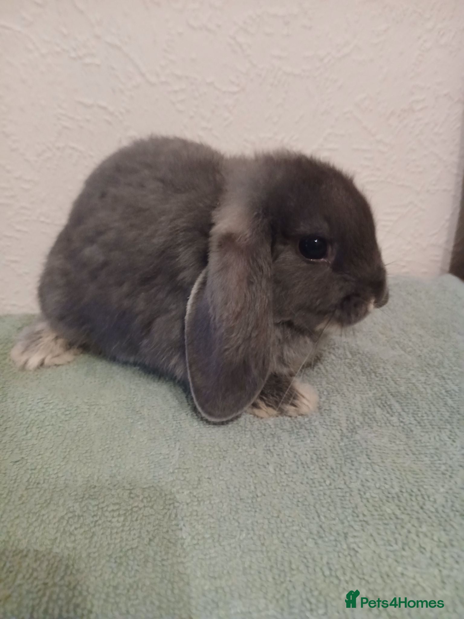 Mini Lop rabbits Waiting list.open for beautiful mini lops  - Advert 22