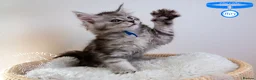 Maine Coon cats for sale: Stunning Maine Coon Kittens - Advert 2