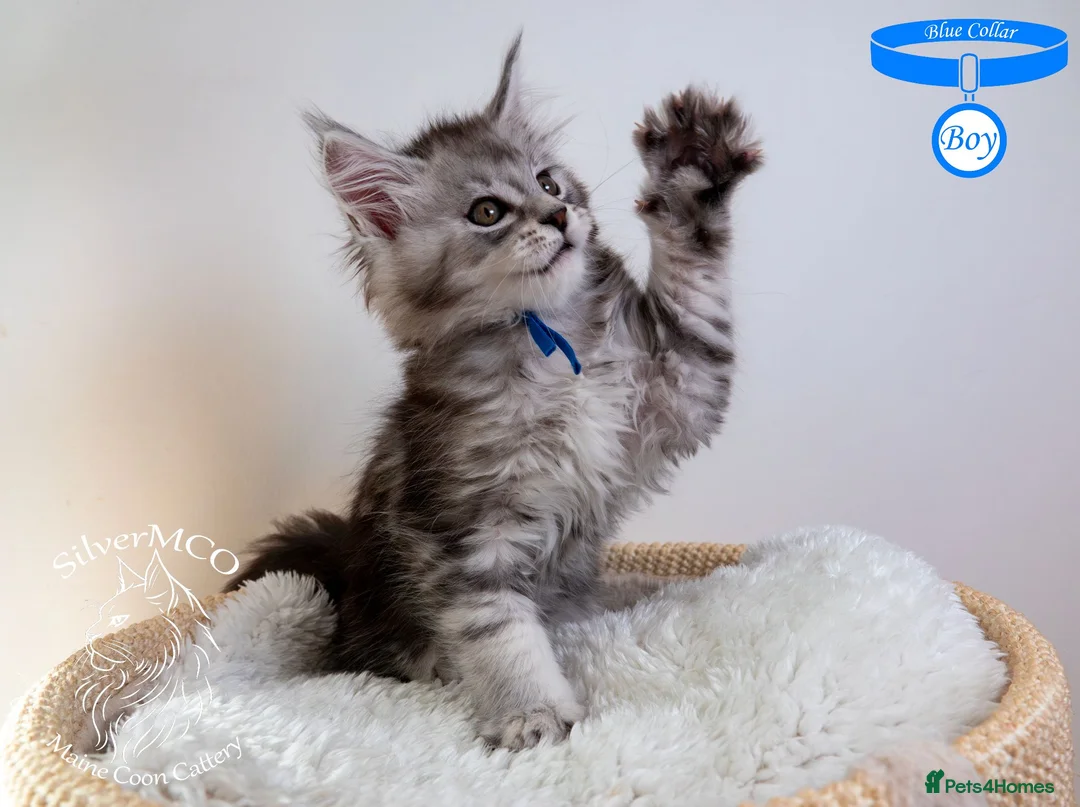 Maine Coon cats for sale: Stunning Maine Coon Kittens - Advert 2