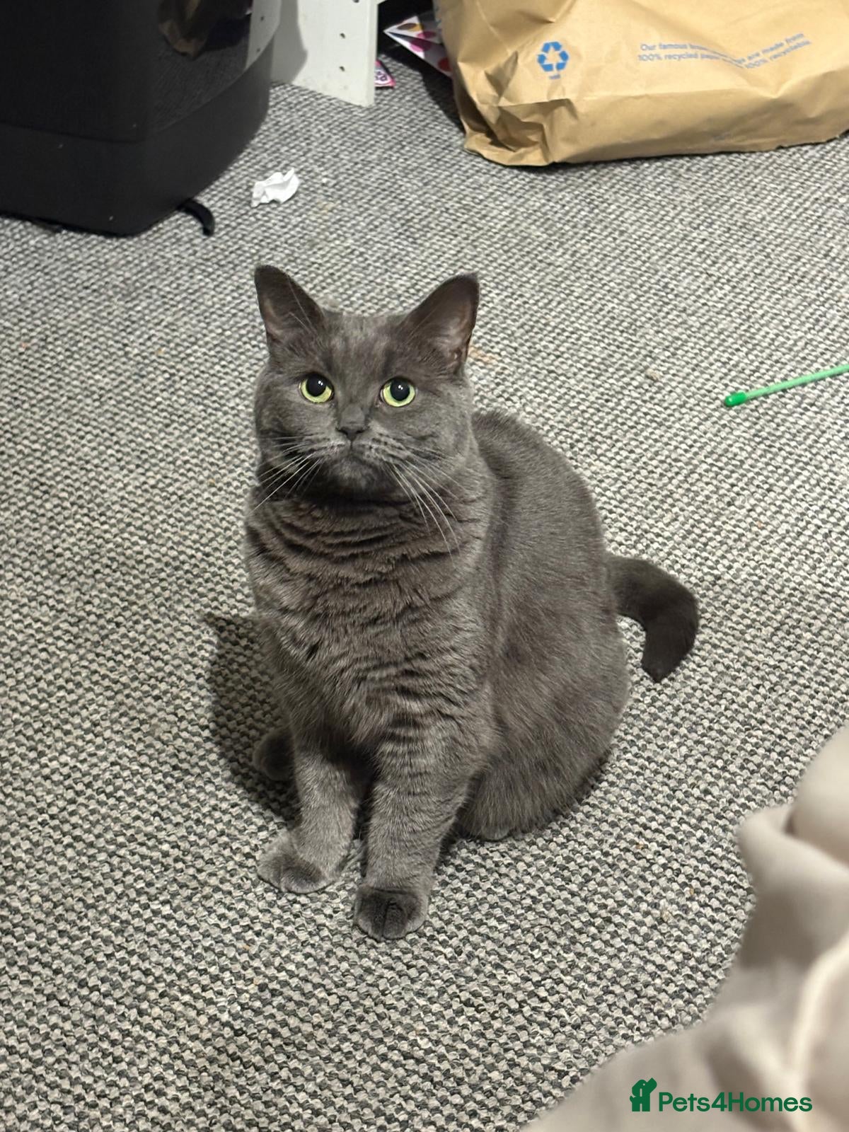 British Shorthair cats Pebbles- a beautiful 3 year old British Shorthair  - Advert 1