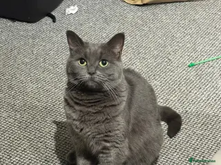 British Shorthair cats Pebbles- a beautiful 3 year old British Shorthair - Advert 1