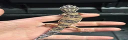 Leopard Gecko reptiles for sale: STUNNING LEOPARD GECKOS WOW AMAZING LAST FEW  - Advert 11