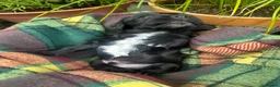 Sprocker dogs for sale: Sprocker x Working Cocker Spaniel  - Advert 5