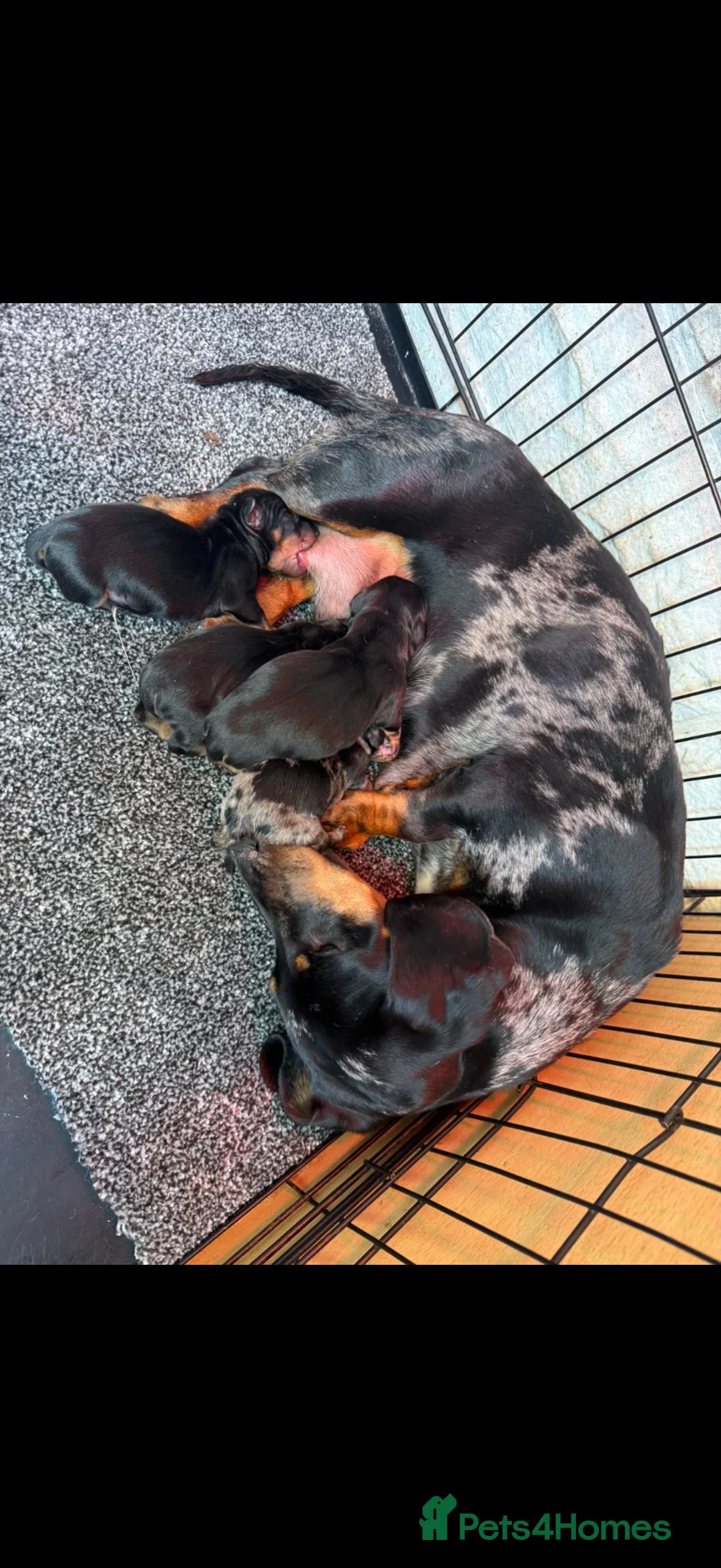 Miniature Dachshund dogs for sale: Miniature Dachshunds in Nelson - Advert 21