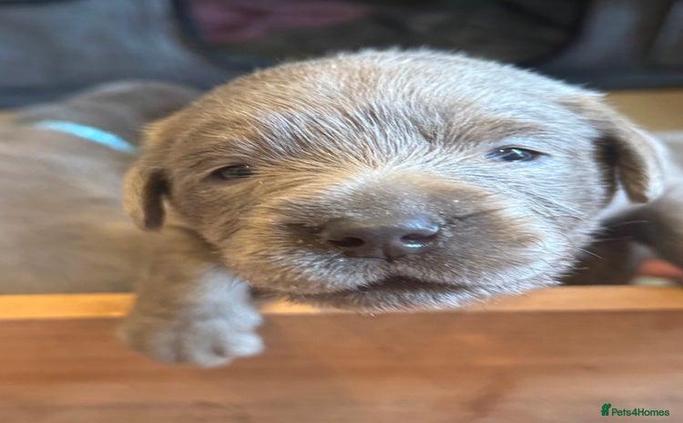 Labrador Retriever dogs in Wantage - Advert 2
