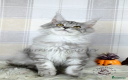 Maine Coon cats for sale: TICA registration Maine coon kittens Ready to go - Image 4
