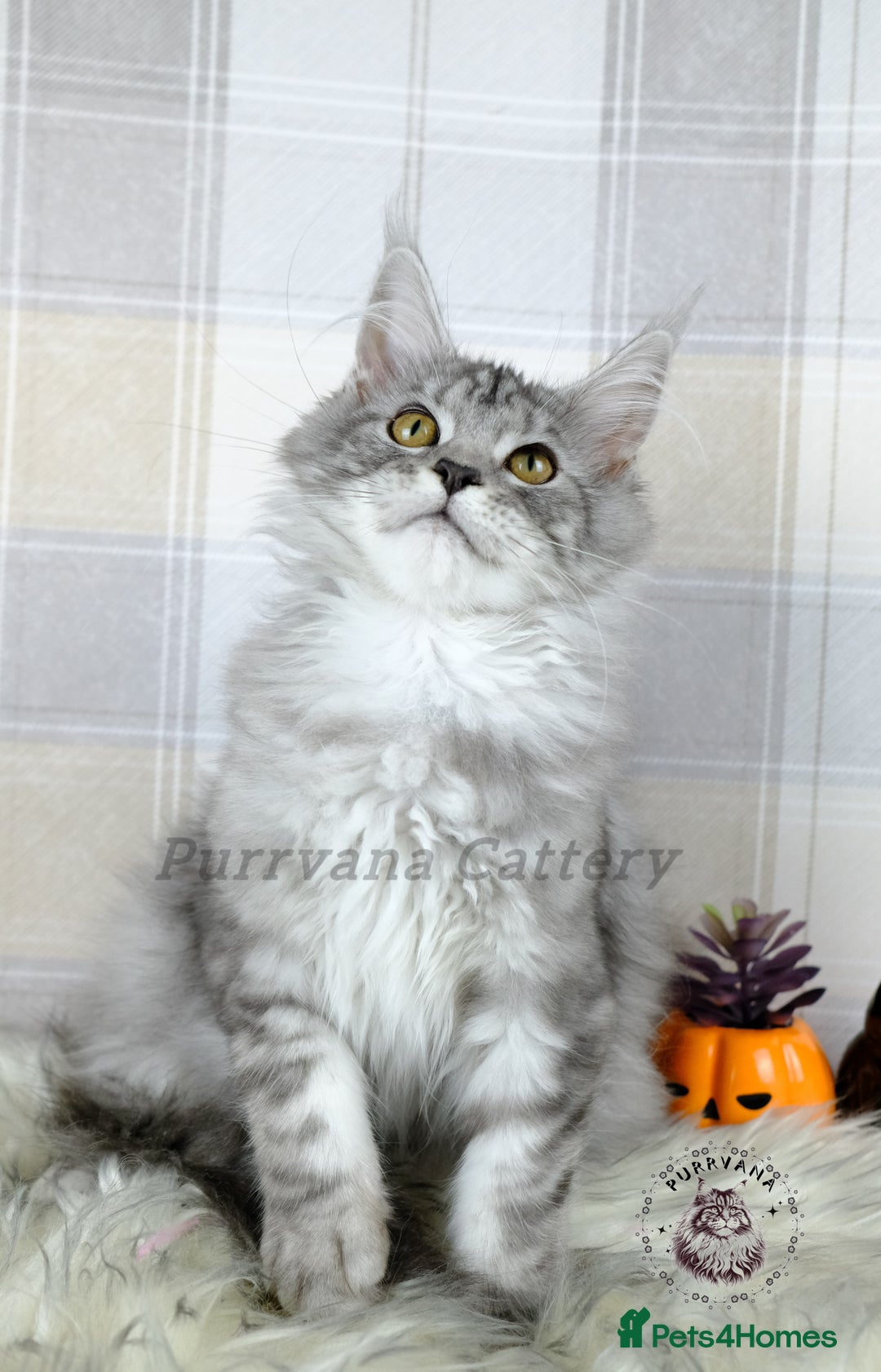Maine Coon cats for sale: TICA registration Maine coon kittens Ready to go - Image 4