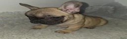 French Bulldog dogs for sale: Kc reg french bulldog puppies - Advert 9