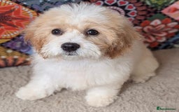 Cavachon dogs for sale: Cavachon puppies - Image 3