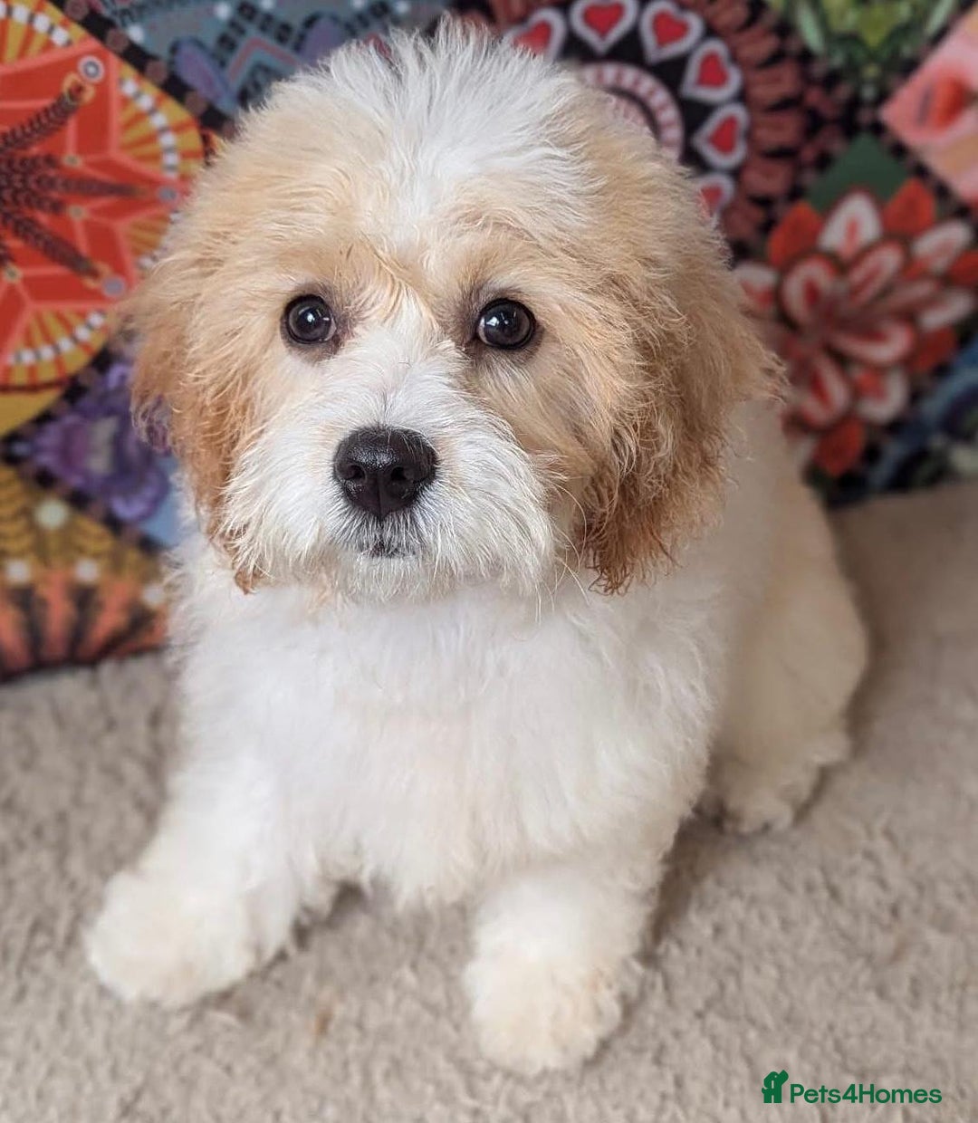 Cavachon dogs for sale: Cavachon puppies - Image 3