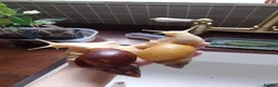 Snails invertebrates for sale: Baby giant African land snails in Worcester - Advert 4