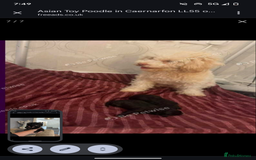 Toy Poodle dogs for sale: Asian poodle girls  - Image 3