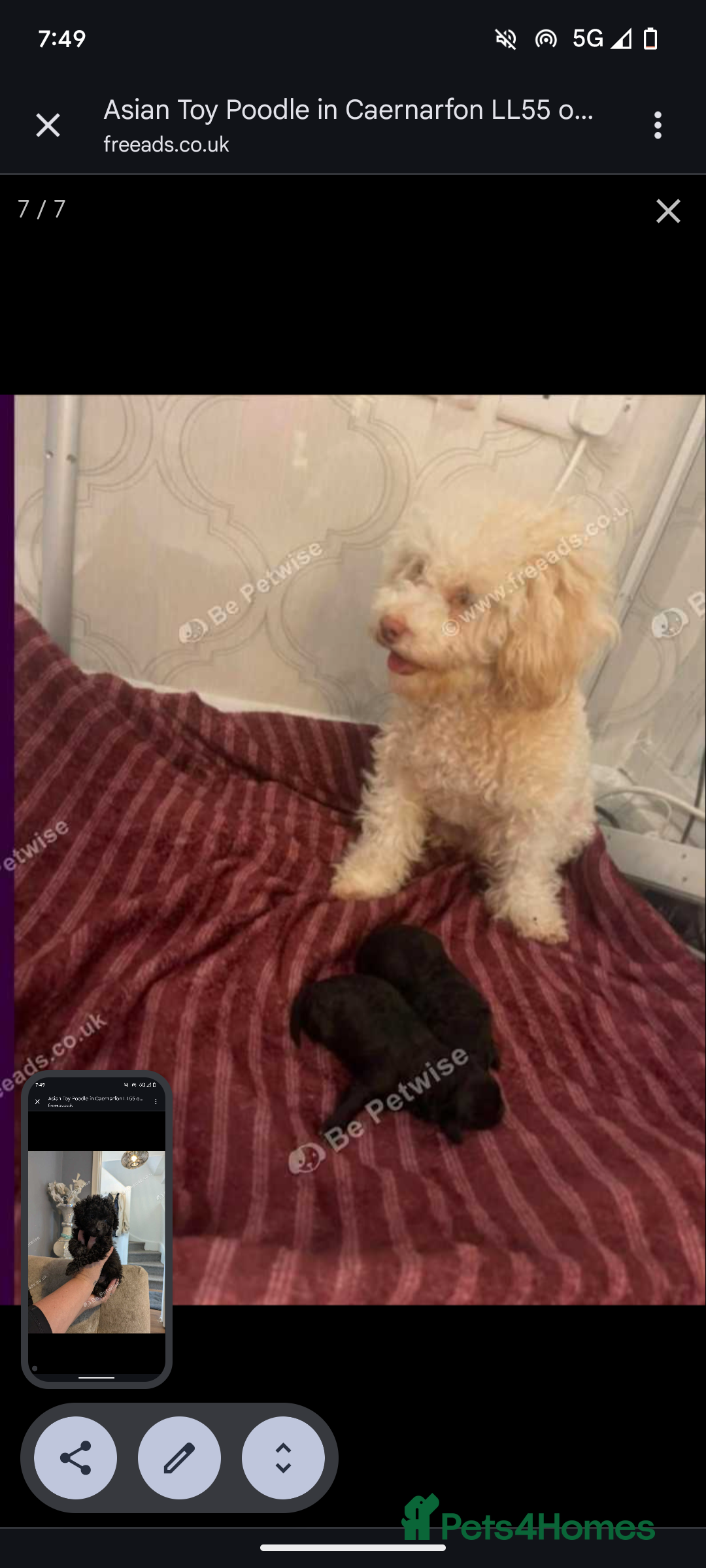 Toy Poodle dogs for sale: Asian poodle girls  - Image 3