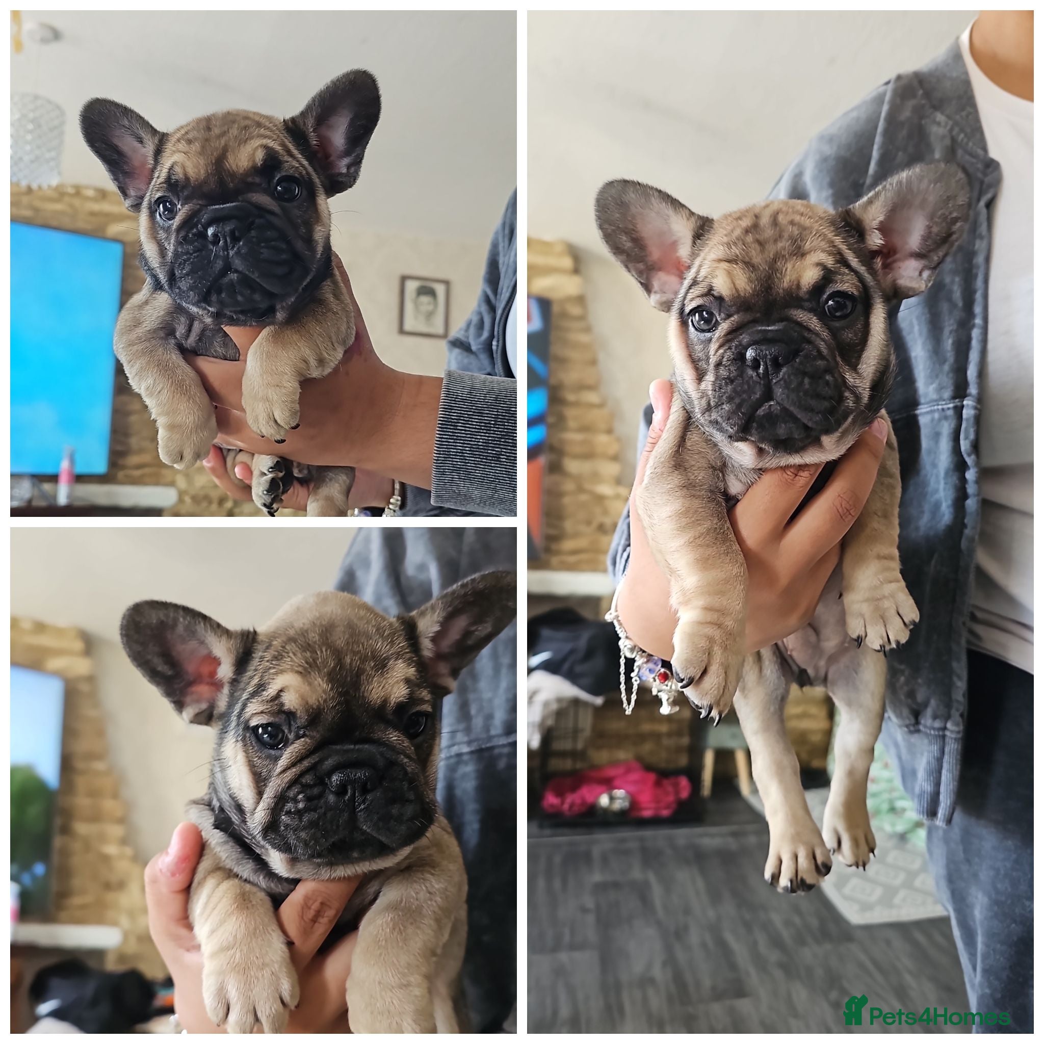 French Bulldog dogs 3 GIRLS LEFT FRENCH BULLDOG PUPS - Advert 11