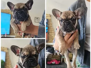 French Bulldog dogs READY TO GO 3 GIRLS LEFT FRENCH BULLDOG PUPS - Advert 1