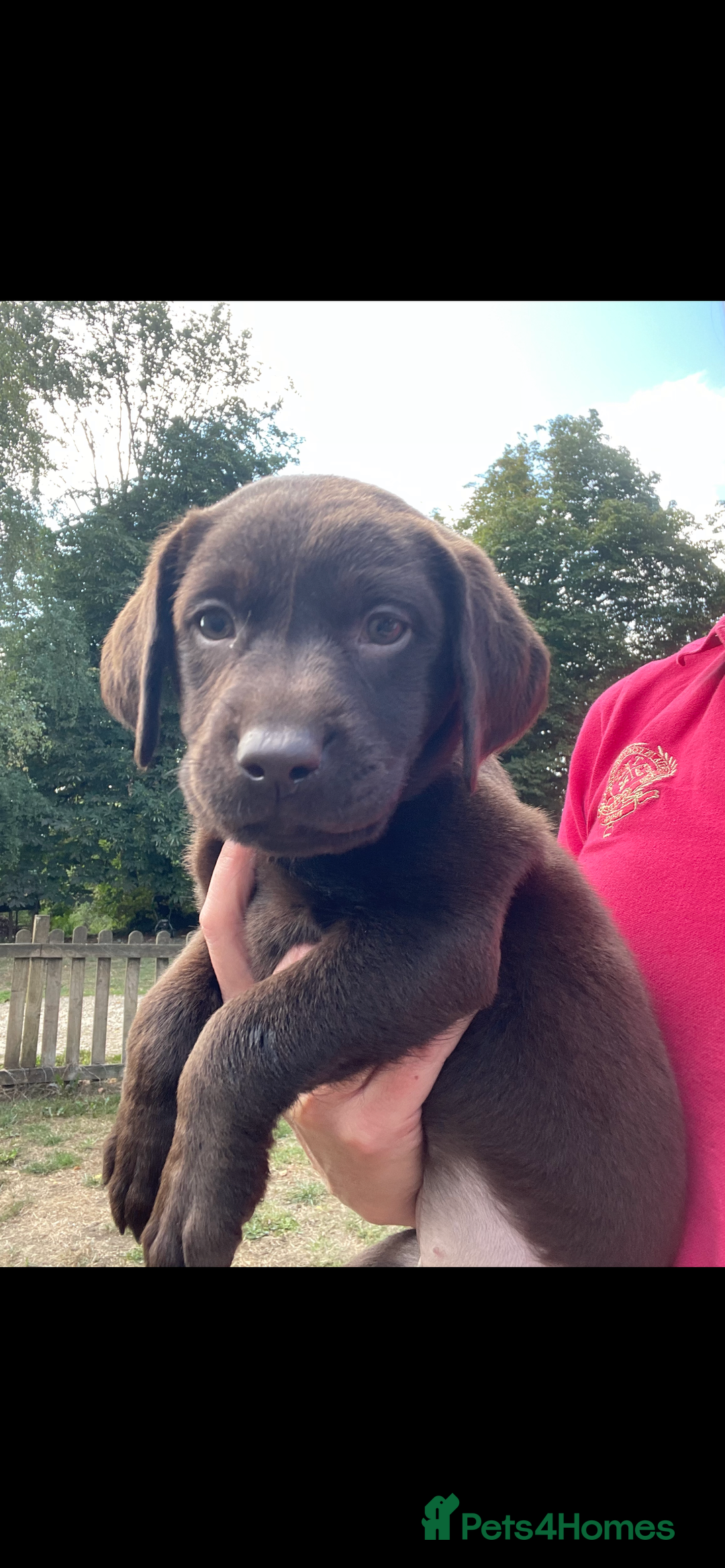 Labrador Retriever dogs for sale: 5 ⭐️  **  CHOCOLATE KC REG VET CHECKED, 1ST VAC - Advert 4