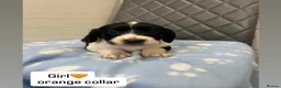 Cocker Spaniel dogs for sale: Beautiful cocker spaniel puppies  - Advert 7