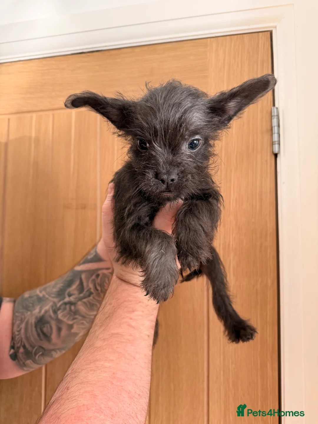 Mixed Breed dogs for sale: French yorkiepoo’s available now - Advert 2