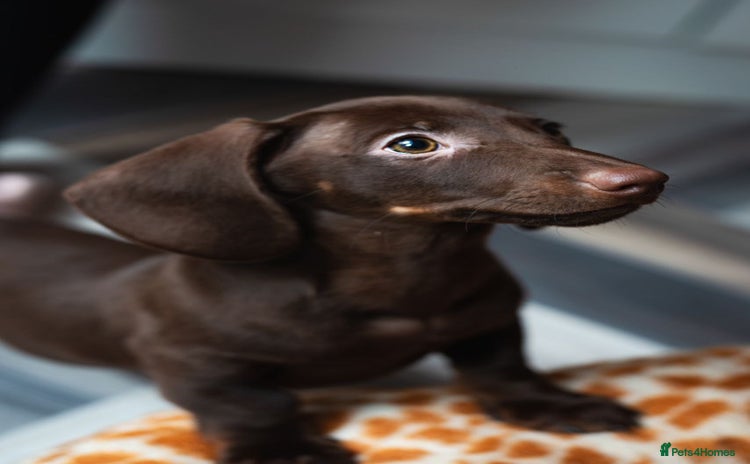 Dachshund dogs - Advert 3
