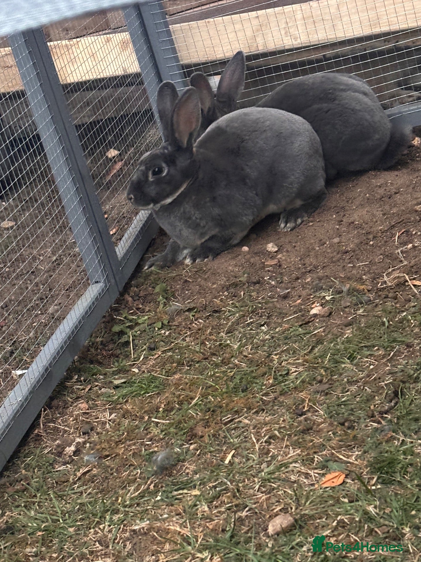 Rex rabbits 2 male Rex bunnies  - Advert 1