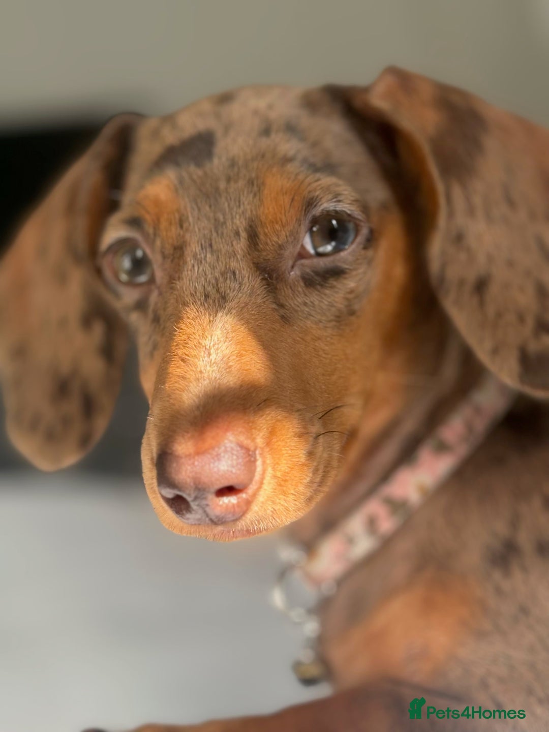 Miniature Dachshund dogs for sale: Gorgeous Mini Dachshund Girl – Family Raised - Advert 5