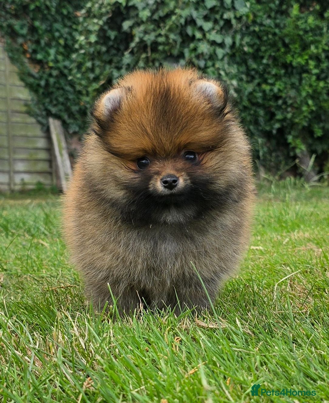 Pomeranian dogs *Beautiful dna clear pedigree boy pomeranian* - Advert 2