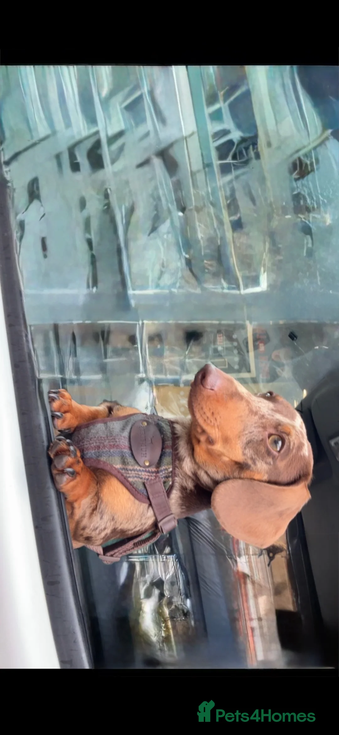 Miniature Dachshund dogs for stud: Miniature dachshund stud dog  in Peterborough - Advert 2