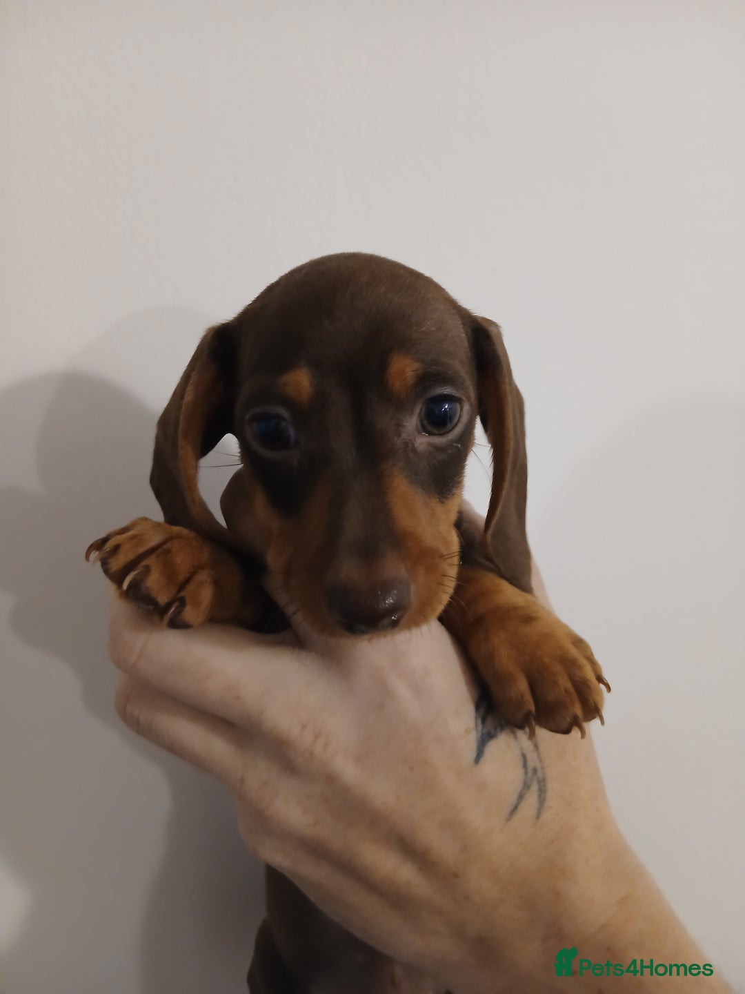 Dachshund dogs for sale: Mini Dachshund Puppies - Advert 8