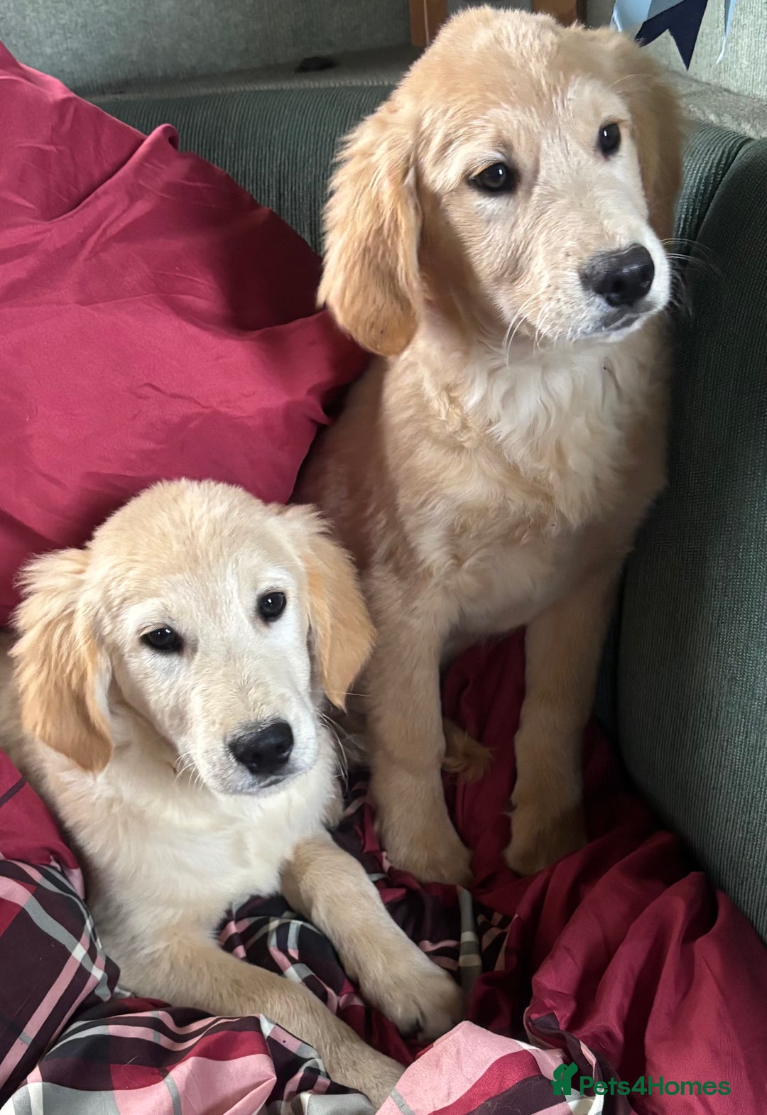 Golden Retriever dogs for sale: Beautiful Golden Retriever Puppies - Image 6