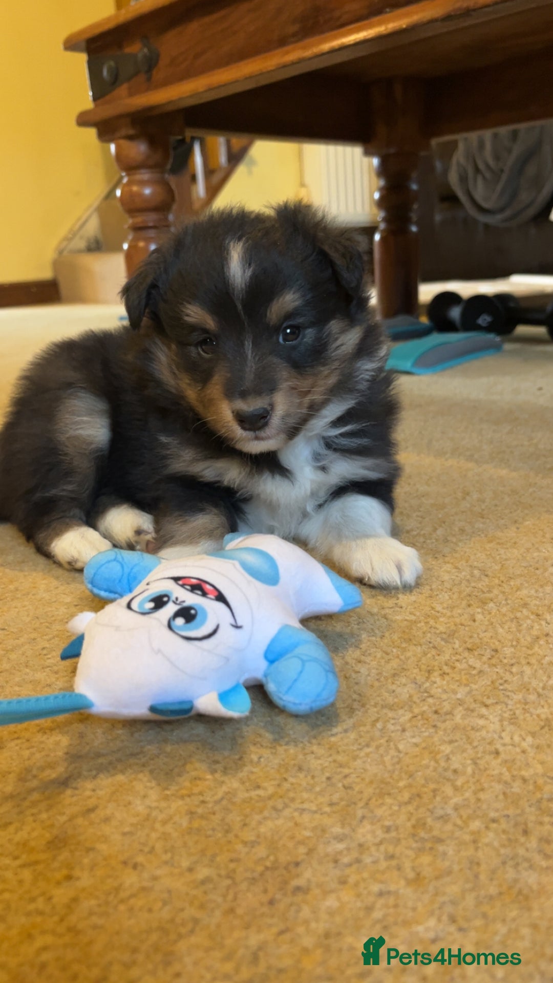 Shetland Sheepdog dogs for sale: Shetland sheepdog puppies  - Advert 6